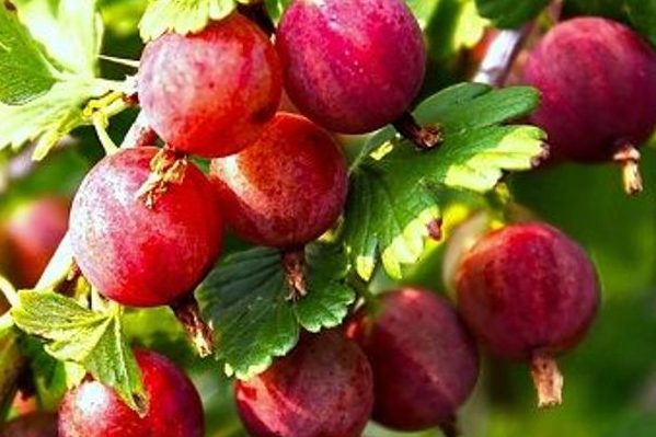 photo de bonbons à la groseille