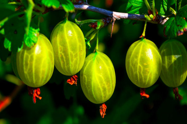 la groseille à maquereau ne porte pas de fruit