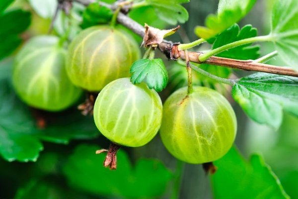 la groseille à maquereau ne porte pas de fruit