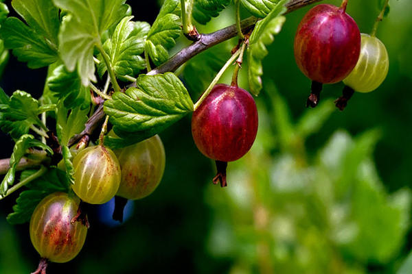 la groseille à maquereau ne porte pas de fruit que faire