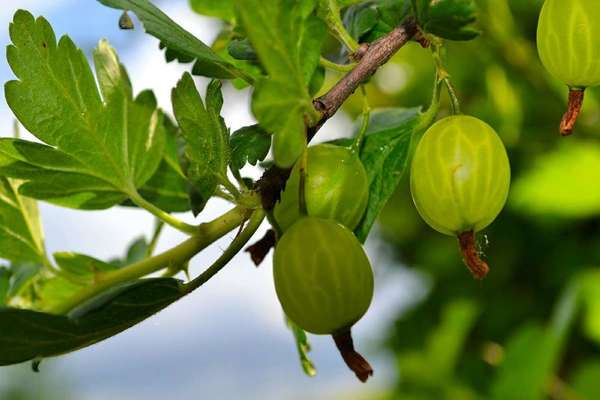 la groseille à maquereau ne porte pas de fruit