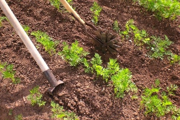 Carrots Queen of Autumn: a description of the proper care of the root crop