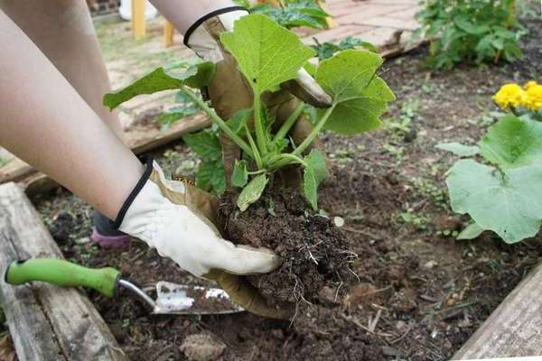 Is it possible to plant zucchini next to pumpkin, cucumbers: general information
