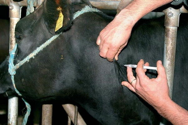 Nitox Forte: instructions for use in veterinary medicine