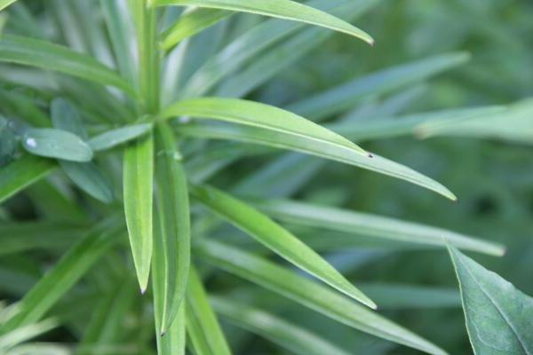 Pourquoi les lys n'ont pas fleuri: un sol inadapté