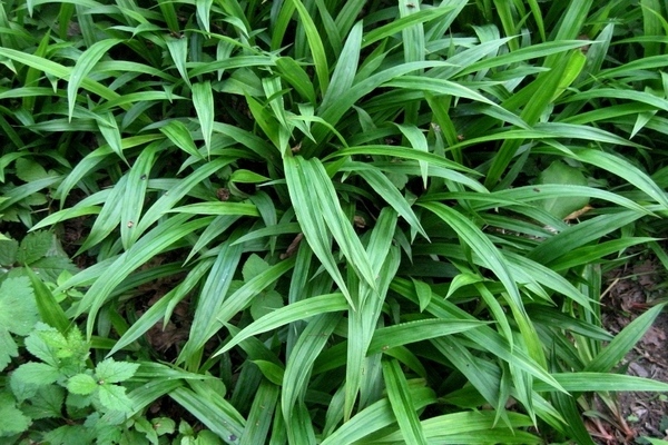 Pourquoi les lys ne fleurissent pas : l'impact de la qualité du matériel végétal