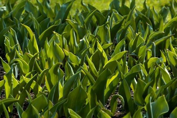 Pourquoi les tulipes ne fleurissent pas : choisir le bon endroit