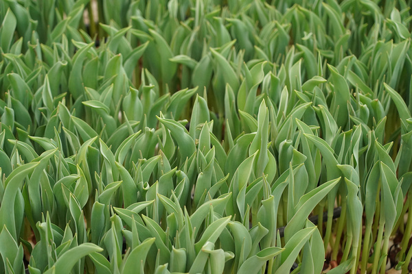 Pourquoi les tulipes n'ont pas fleuri: mauvaises dates de plantation