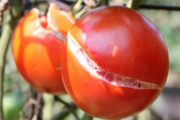Por que os tomates quebram quando maduros: brevemente sobre os tomates