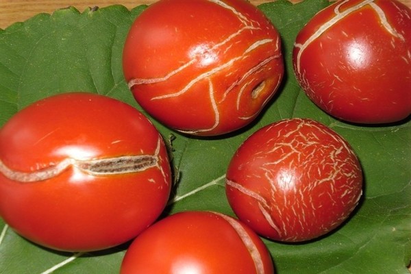 Por que os tomates racham em uma estufa