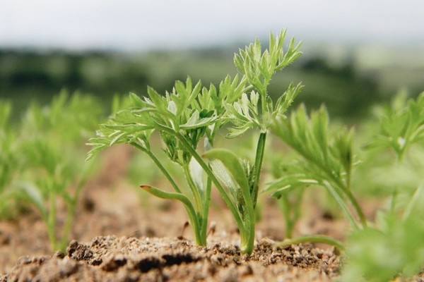 nourrir les carottes en plein champ