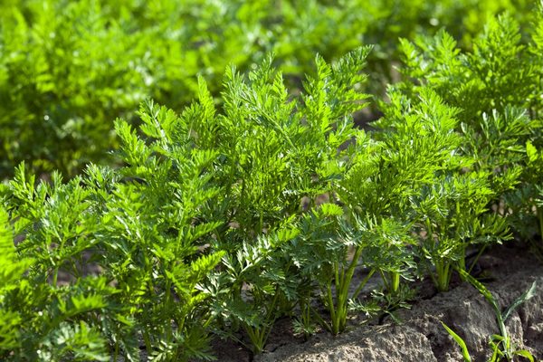 nourrir les carottes avec de l'acide borique