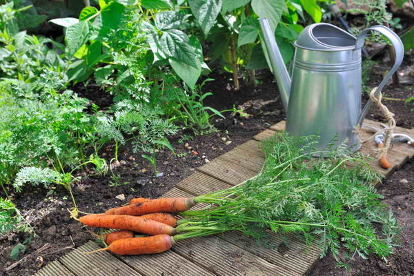 nourrir les carottes avec du permanganate de potassium