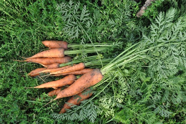 nourrir les carottes