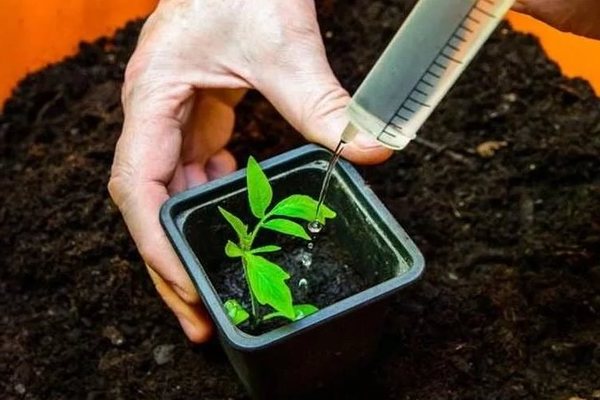 Top dressing plants de tomates: le meilleur moment