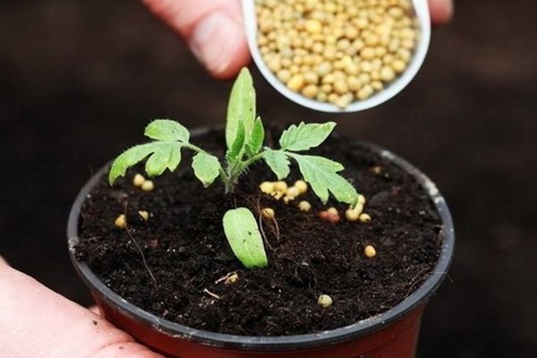 Comment nourrir les plants de tomates après la cueillette avec de l'engrais Krepysh