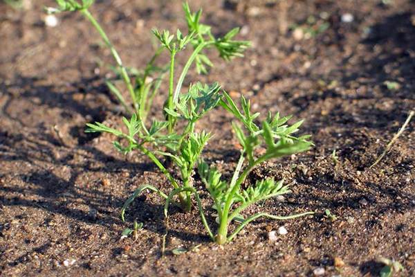 ammonia for carrots
