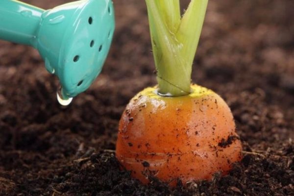 is it possible to water carrots with ammonia