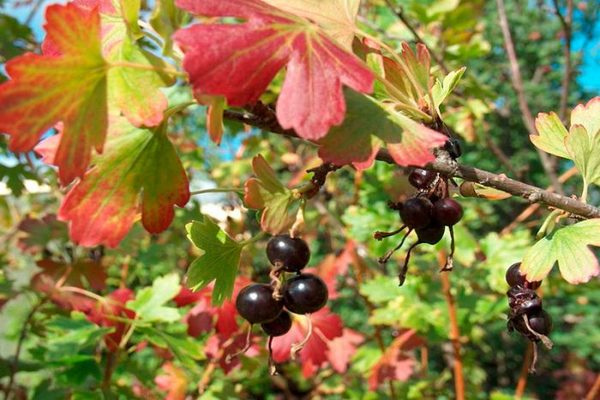 à quelle fréquence arroser les groseilles en été