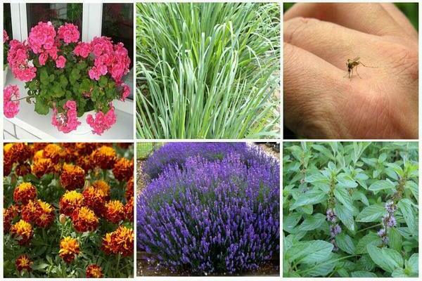 Plantes anti-moustiques