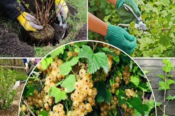 Reproduction of currants