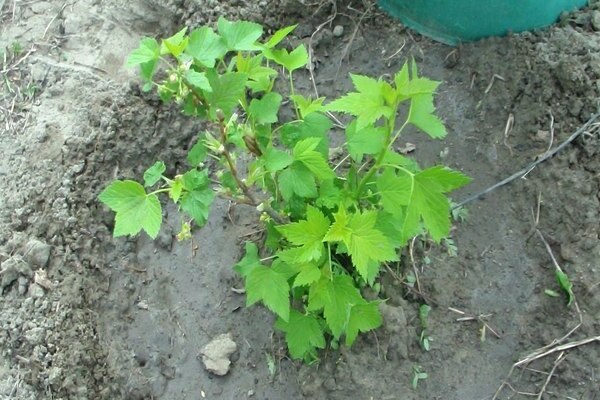 propagation of currants by cuttings