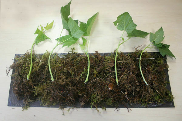 propagation of currants by green cuttings