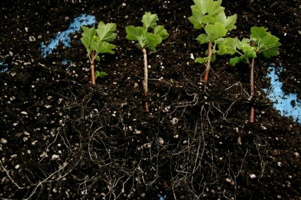 propagation of currants by layering
