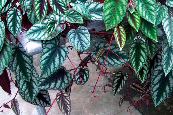 plante d'intérieur raisins d'intérieur