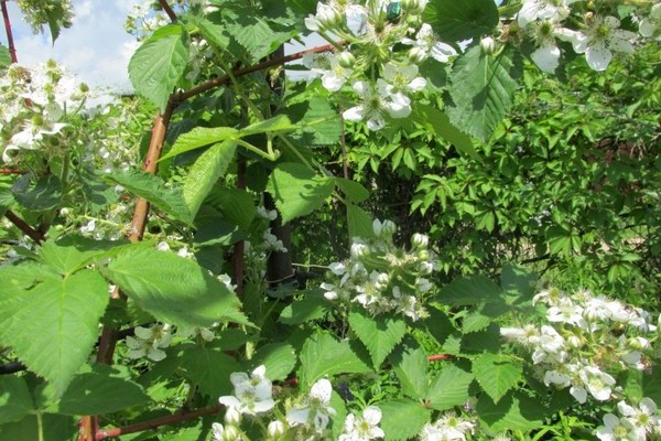 Description of remontant raspberry