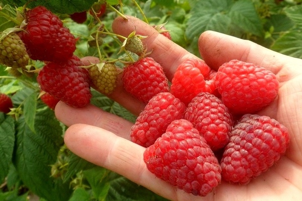Description of remontant raspberries, advantages over ordinary raspberries
