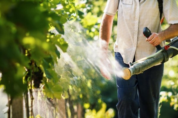 How to treat grapes from gray rot