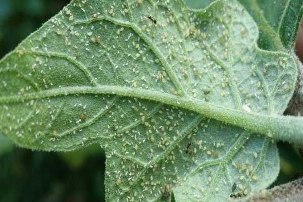 Aphids on eggplant