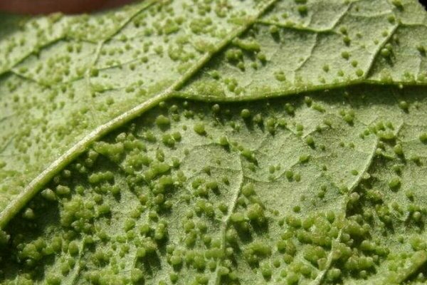aphids on eggplant how to fight