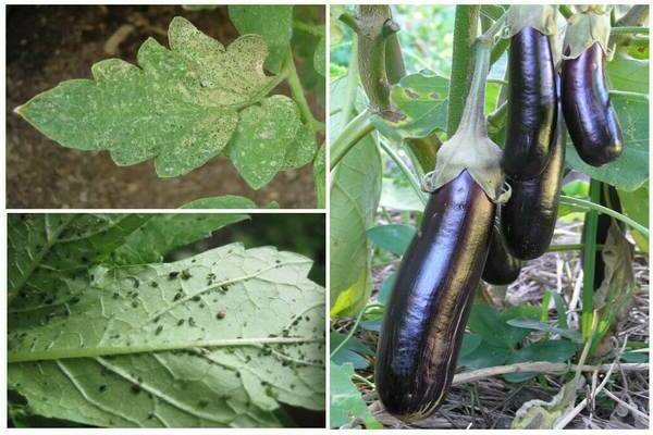 how to get rid of aphids on eggplant