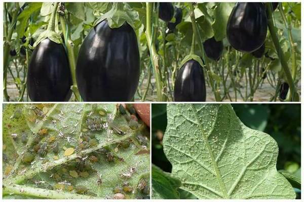 folk remedies for aphids eggplant