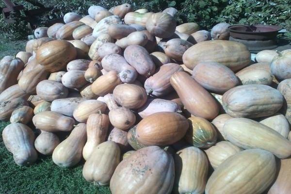 Vitamina de abóbora: uma descrição da história do aparecimento da variedade
