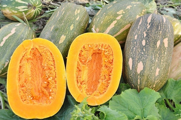 Abóbora vitamina: descrição, características gerais