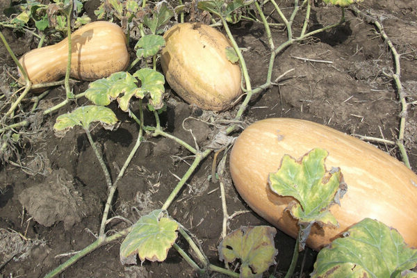 Vitamina de noz-moscada de abóbora: regras de cultivo