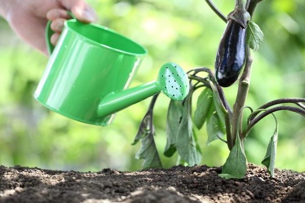 Eggplant care