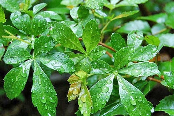 raisins de plantes d'intérieur