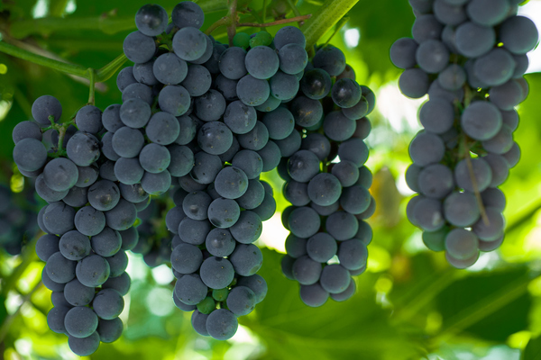 Raisins alpha: description de la variété