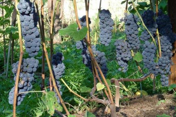 Raisins alpha: une description de la plantation correcte