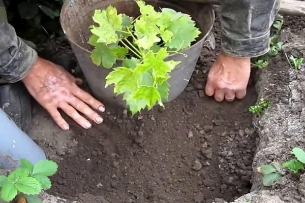Amur grapes description of correct reproduction, planting features