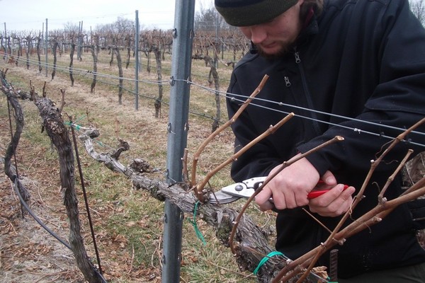 Amur grape variety: how to care for the vine