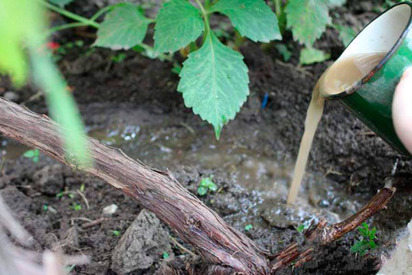 Augustine grapes: description of the feeding system, watering