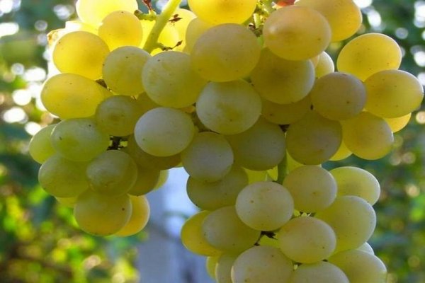 Grape Crystal: general characteristics