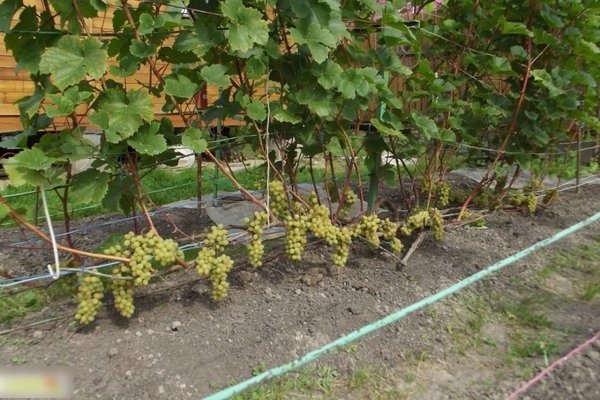 Grape Crystal: description of the variety, features of care