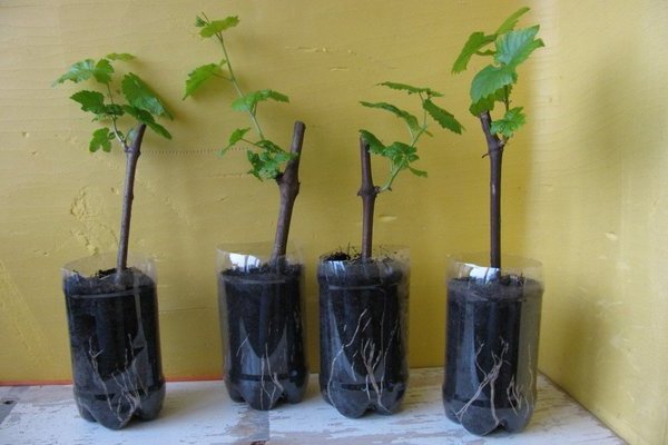 Monarch grapes: a description of the correct planting of the cuttings