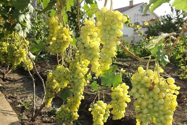 Pleven grapes: description of care